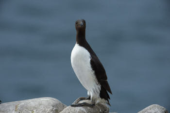 Oiseaux de mer<br>NIKON D4, 700 mm, 900 ISO,  1/2000 sec,  f : 8 